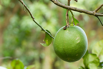 Image showing Green grapefruit growing on tree