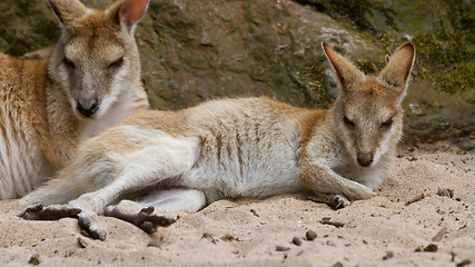 Image showing Two kangaroos resting