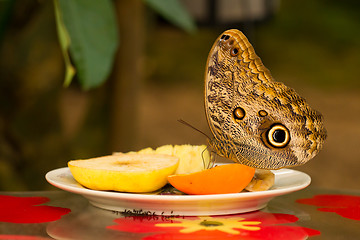 Image showing Large butterfly eating