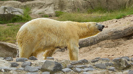 Image showing Close-up of a polarbear in capticity 