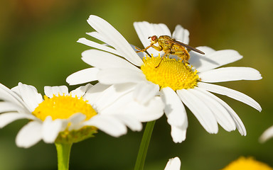 Image showing Small fly on an ox eye daisy