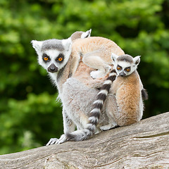 Image showing Ring-tailed lemur in captivity