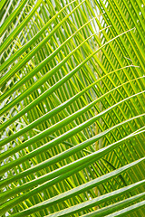 Image showing Palm Leave green line composition 