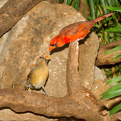 Image showing Pair of Northern Cardinals