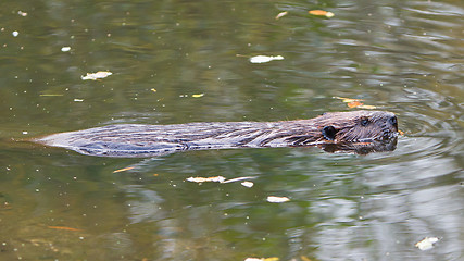 Image showing Canadian beaver in the water, isolated