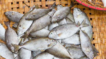 Image showing Fresh fish seafood