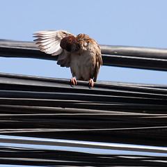 Image showing Eurasian Tree Sparrow sitting on a power cable, cleaning itself