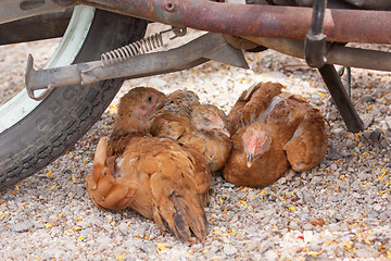 Image showing Brown chickens resting underneath a motorcycle