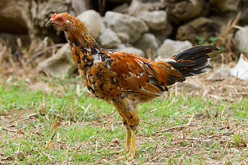 Image showing Colorful rooster standing