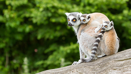 Image showing Ring-tailed lemur in captivity