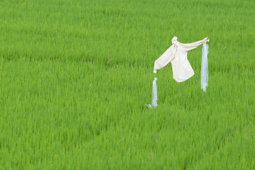 Image showing Scarecrow in a ricefield