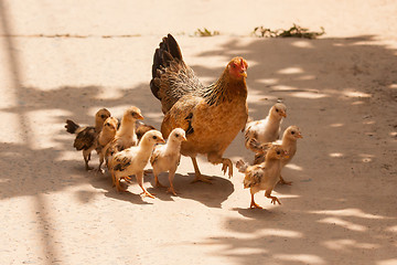 Image showing Adult hen and her newly hatched chickens