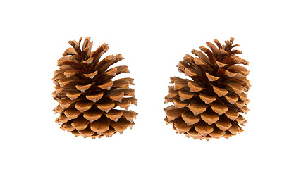 Image showing Two pine cones isolated