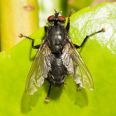 Image showing Housefly on a green leaf