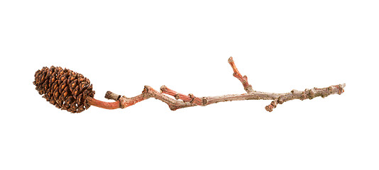 Image showing Alder cone on a branch