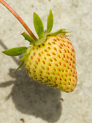 Image showing Unripe strawberry in a farm