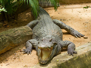 Image showing Crocodile resting in the sun