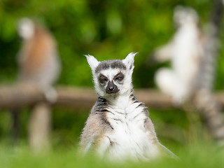 Image showing Sunbathing ring-tailed lemur in captivity 