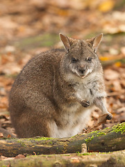 Image showing Eating parma wallaby