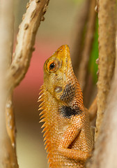 Image showing Close up of a lizard