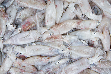 Image showing Fresh squid in the market 
