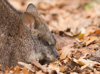 Image showing Resting parma wallaby