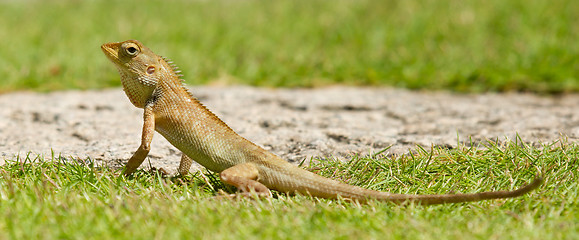 Image showing Close up of a lizard