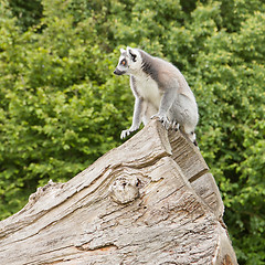 Image showing Ring-tailed lemur in captivity