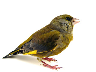 Image showing Bird