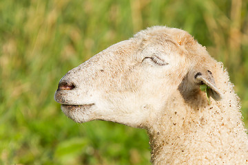 Image showing White sheep enjoying the sun