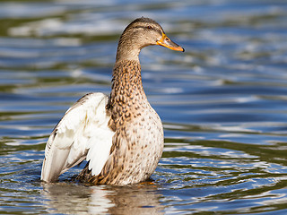 Image showing Female Mallard Duck washing her feathers