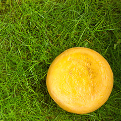 Image showing Round onion cheese isolated in the green grass