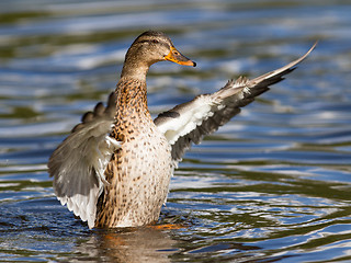 Image showing Female Mallard Duck washing her feathers