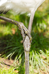 Image showing Close-up of the legs of a big bird