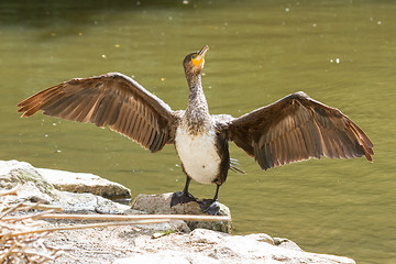 Image showing Cormorant drying it's wings