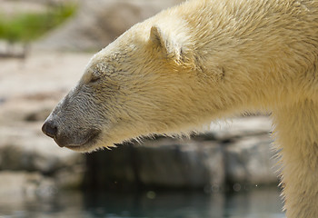 Image showing Close-up of a polarbear (icebear) 