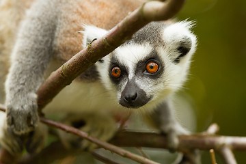 Image showing Ring-tailed lemur (Lemur catta)