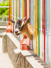 Image showing Goat looking through a fence 