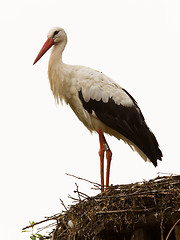 Image showing Adult stork in its natural habitat, on a nest