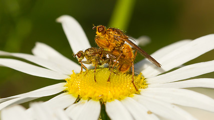 Image showing Flies mating on a white flower