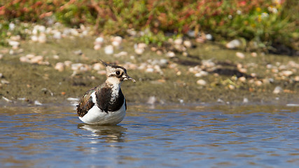 Image showing Lapwing taking a bath in a lake