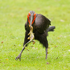 Image showing Southern Ground hornbill (Bucorvus leadbeateri)