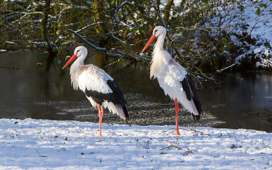 Image showing Adult storks standing in the snow