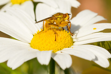 Image showing Small fly on an ox eye daisy