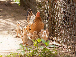 Image showing Adult hen and her newly hatched chickens