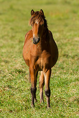 Image showing Grazing horse