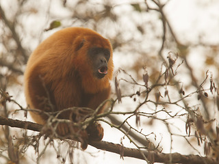 Image showing Mantled howler (Alouatta seniculus) howling