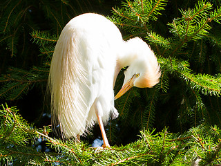 Image showing Bubulcus ibis, cattle egret, in a tree