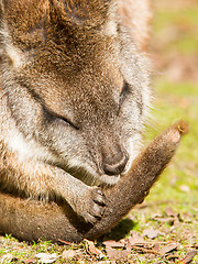 Image showing Parma wallaby is cleaning it's tail