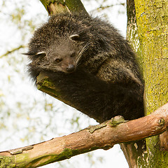 Image showing Close-up of a Binturong (Arctictis binturong)